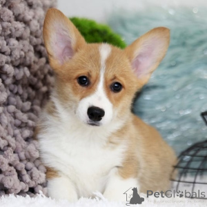 Photo №4. Je vais vendre welsh corgi en ville de Dalum. annonce privée, éleveur - prix - 1000€