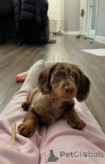 Photo №2 de l'annonce № 163177 de la vente teckel - acheter à Pologne éleveur