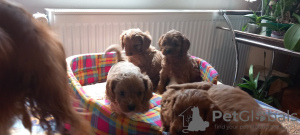 Photos supplémentaires: Cavapoo pappy génération f1