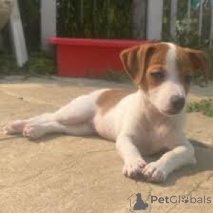 Photo №2 de l'annonce № 162618 de la vente jack russell terrier - acheter à Belgique annonce privée, éleveur