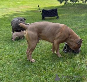 Photo №2 de l'annonce № 173399 de la vente cane corso - acheter à Danemark annonce privée, éleveur