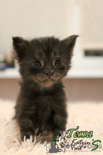 Photo №2 de l'annonce № 8377 de la vente maine coon - acheter à Fédération de Russie annonce privée, de la fourrière, éleveur