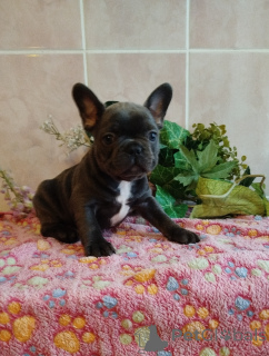 Photo №1. bouledogue - à vendre en ville de Minsk | 781€ | Annonce №160523