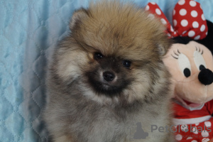 Photo №4. Je vais vendre spitz nain en ville de Москва. éleveur - prix - 431€