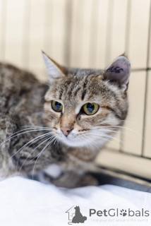 Photo №2 de l'annonce № 159112 de la vente  - acheter à Fédération de Russie de l'abri