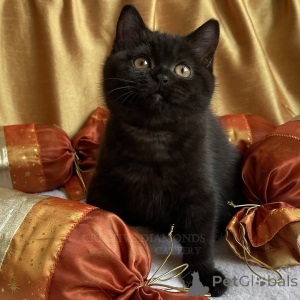 Photo №2 de l'annonce № 165158 de la vente british shorthair - acheter à Allemagne annonce privée, de l'abri
