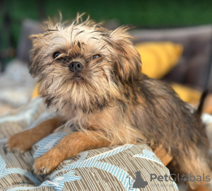 Photos supplémentaires: Chiots Gryffondor