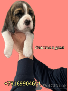 Photo №2 de l'annonce № 70885 de la vente beagle - acheter à Fédération de Russie éleveur