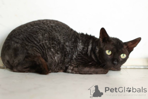 Photo №3. Kitty Arianna cherche une maison !. Fédération de Russie