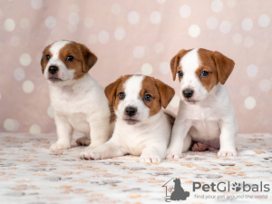 Photo №1. jack russell terrier - à vendre en ville de Kiev | 558€ | Annonce №11542