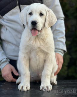 Photo №3. Chiots de berger d'Asie centrale. Serbie