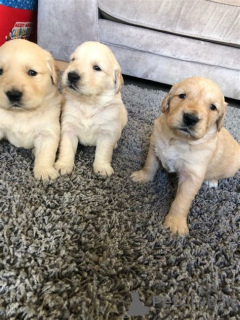 Photo №4. Je vais vendre golden retriever en ville de Texas City. annonce privée - prix - négocié