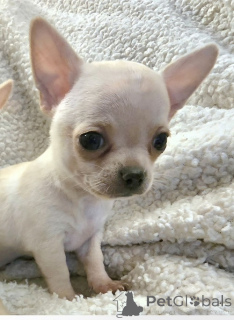 Photo №3. Pui chihuahua EXTRA mini. Serbie