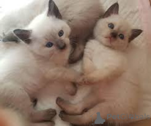 Photo №2 de l'annonce № 166784 de la vente siamois - acheter à France 