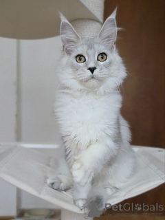 Photo №1. maine coon - à vendre en ville de Nuire | négocié | Annonce № 156775