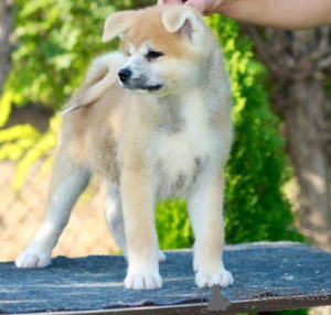Photo №2 de l'annonce № 72748 de la vente akita (chien) - acheter à Serbie 