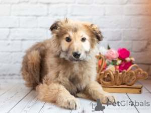 Photo №4. Je vais vendre chien bâtard en ville de Rivière moscou. annonce privée - prix - Gratuit