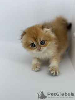 Photo №4. Je vais vendre scottish fold en ville de Krasnodar. éleveur - prix - 2464€