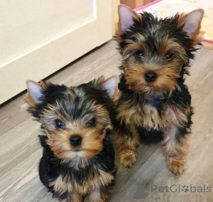 Photo №1. yorkshire terrier - à vendre en ville de Vilnius | négocié | Annonce №175885