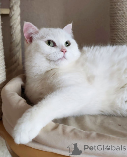 Photo №1.  - à vendre en ville de Rivière moscou | Gratuit | Annonce № 163544