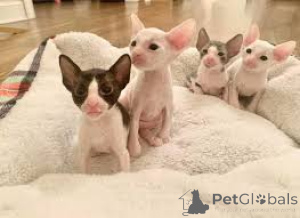 Photo №1. cornish rex - à vendre en ville de Tampere | 580€ | Annonce № 164814