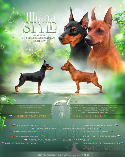 Photo №3. Puppies de taille élevée de Pincher nain. Biélorussie