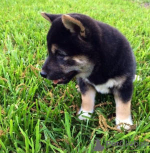 Photo №1. shiba - à vendre en ville de Beverly Hills | Gratuit | Annonce №124113