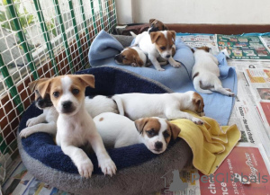 Photo №2 de l'annonce № 125097 de la vente jack russell terrier - acheter à Allemagne annonce privée