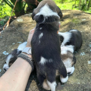 Photo №3. chiots beagle regardant. Allemagne