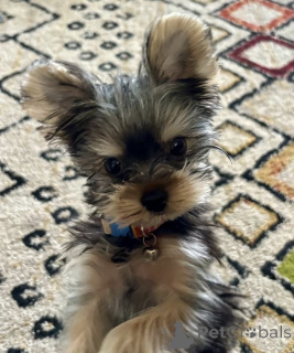 Photo №3. Niedlicher Yorkshire Terrier en mini-format... Contactez-moi par WhatsApp au. Allemagne