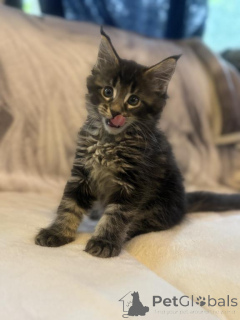 Photo №2 de l'annonce № 143864 de la vente maine coon - acheter à USA annonce privée