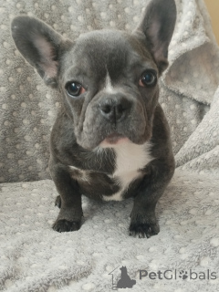 Photo №4. Je vais vendre bouledogue en ville de Brest. annonce privée - prix - négocié
