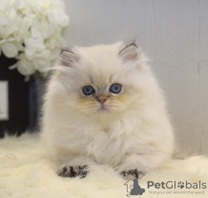 Photo №2 de l'annonce № 33077 de la vente british longhair - acheter à Ukraine de la fourrière