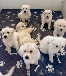 Photo №1. berger blanc suisse - à vendre en ville de Berlin | Gratuit | Annonce №165812