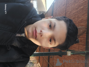 Photo №1. bobtail américain à longs poils - à vendre en ville de Jérusalem | Gratuit | Annonce № 140488