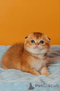 Photo №3. Kocięta rasy Scottish Fold livré avec la livraison. Pologne