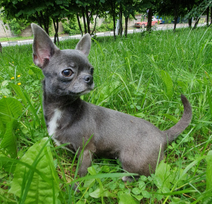 Photo №4. Je vais vendre chihuahua en ville de Moscou. de la fourrière, éleveur - prix - 429€