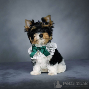 Photo №3. Castor. Georgia