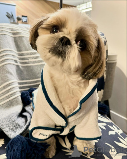 Photo №2 de l'annonce № 100197 de la vente shih tzu - acheter à Hongrie annonce privée