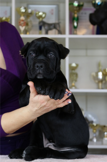 Photo №2 de l'annonce № 5139 de la vente cane corso - acheter à Fédération de Russie de la fourrière