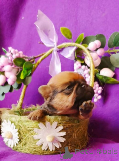 Photo №3. Chiots Petit Brabançon. Fédération de Russie