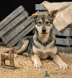 Photo №4. Je vais vendre chien bâtard en ville de Moskova. annonce privée - prix - Gratuit