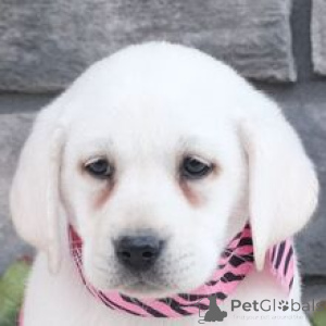 Photo №2 de l'annonce № 166027 de la vente labrador retriever - acheter à Allemagne éleveur