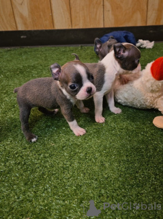 Photo №1. terrier de boston - à vendre en ville de Dudedorf | négocié | Annonce №174971