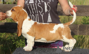 Photo №3. Chiots Basset Hound. Ukraine