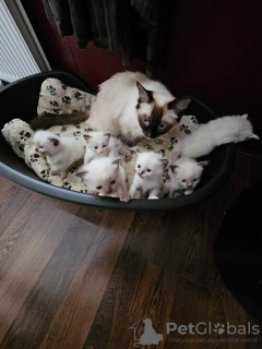 Photo №2 de l'annonce № 133177 de la vente ragdoll - acheter à France annonce privée