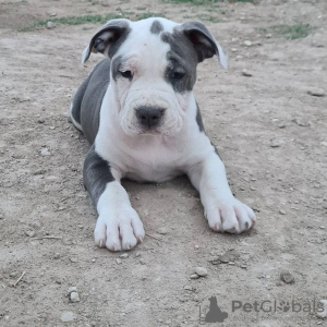 Photo №1. american staffordshire terrier - à vendre en ville de Riga | 350€ | Annonce №83365