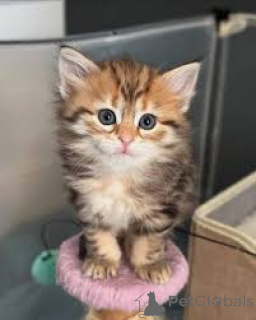 Photo №1. sibérien - à vendre en ville de Amsterdam | 500€ | Annonce № 162808