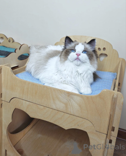 Photo №1. ragdoll - à vendre en ville de Washington | 630€ | Annonce № 178538