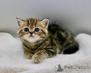 Photo №1. scottish fold - à vendre en ville de Berlin | négocié | Annonce № 158758